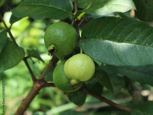 Fresh green guava fruits growing naturally on a guava tree branch in a tropical garden. Close-up of ripening guava with green leaves in natural daylight.