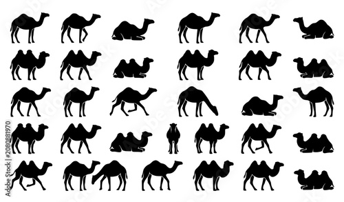 Camel Black Silhouette Collection Showing Different Walking Standing and Sitting Poses Vector Set