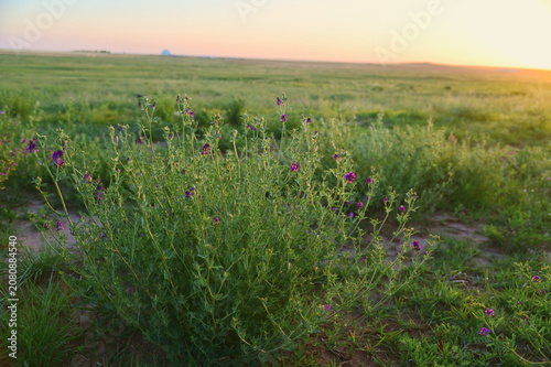 Vibrant Spring Flowers Bathed in Warm Evening Light on the Ordos Grasslands in Inner Mongolia