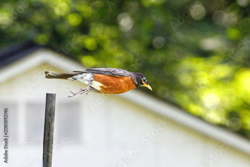 Canvas-taulu American robin inflight.