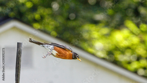 Tableau sur toile American robin inflight.
