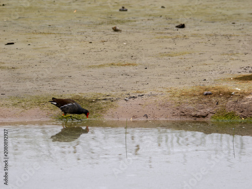 Gallinule on Shore in Arizona