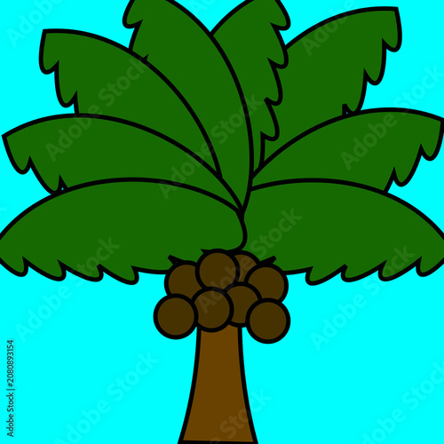 Coconut tree