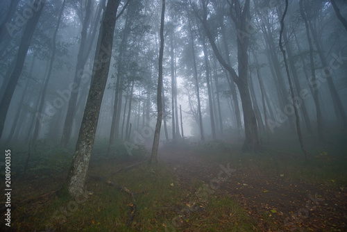Obraz na plátně A path disappears into a dense, mysterious forest shrouded in thick, eerie fog,