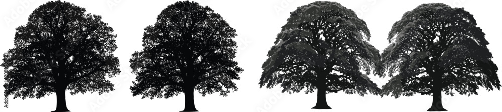 Fototapeta premium Detailed large oak tree silhouettes vector set with textured leafy crowns isolated on white background