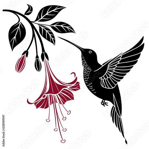 Fotografie Hummingbird hovering near exotic hanging flower illustration with bird watching
