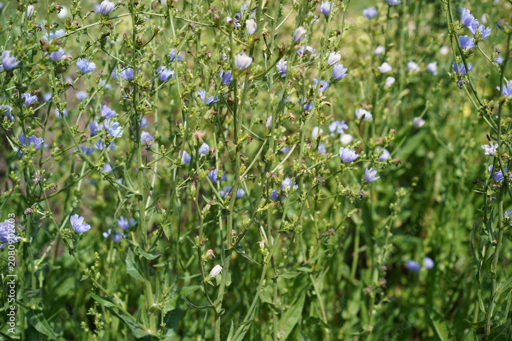 Fototapeta premium Blühende Gemeine Wegwarte (Cichorium intybus) mit blauen Blüten im Sommer bei Sonnenschein