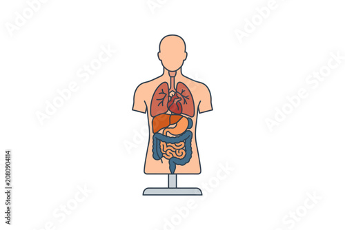 Human Internal Organs Anatomy Vector Illustration