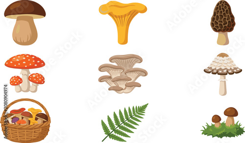 Konstfotografi Edible Forest Mushroom Collection Featuring Porcini Chanterelle Morel Oyster Fly