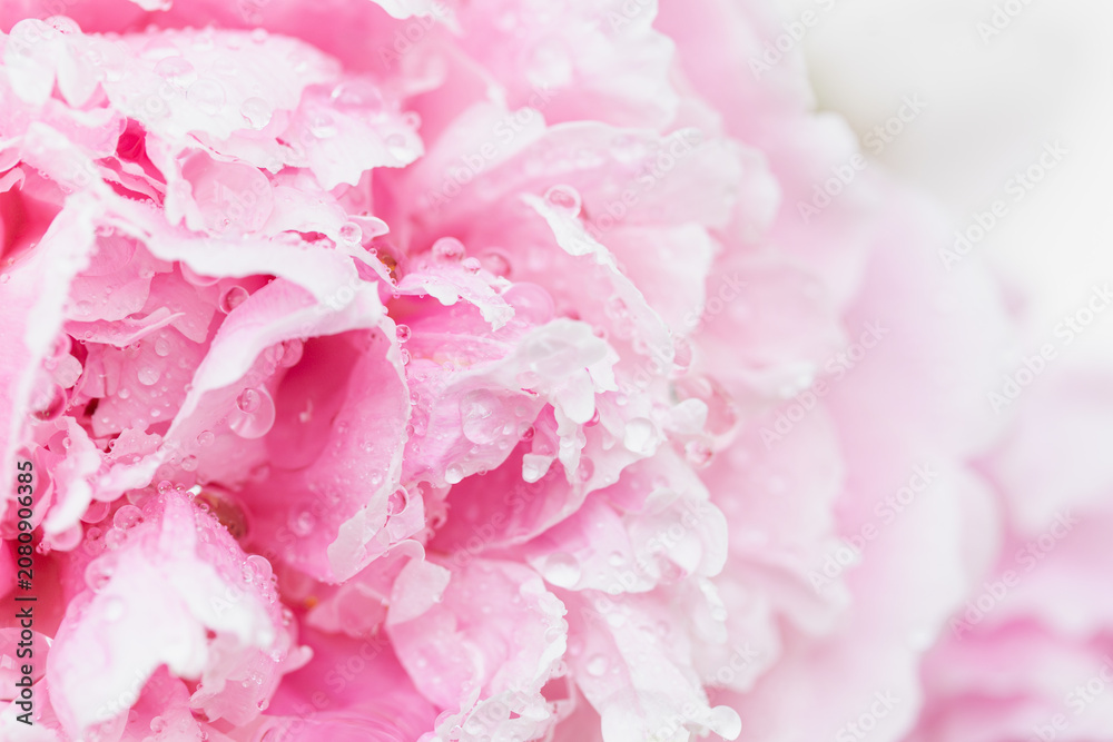 Fototapeta premium Delicate pink peony petals drenched in clear, glistening water beads, horizontal close-up macro view Sensory and Soft Minimalism, calming, low-noise graphic design projects