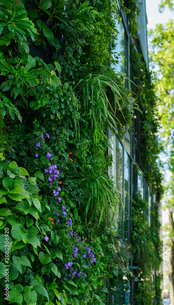 Naklejka premium Vertical Green Garden Facade With Purple Flowers
