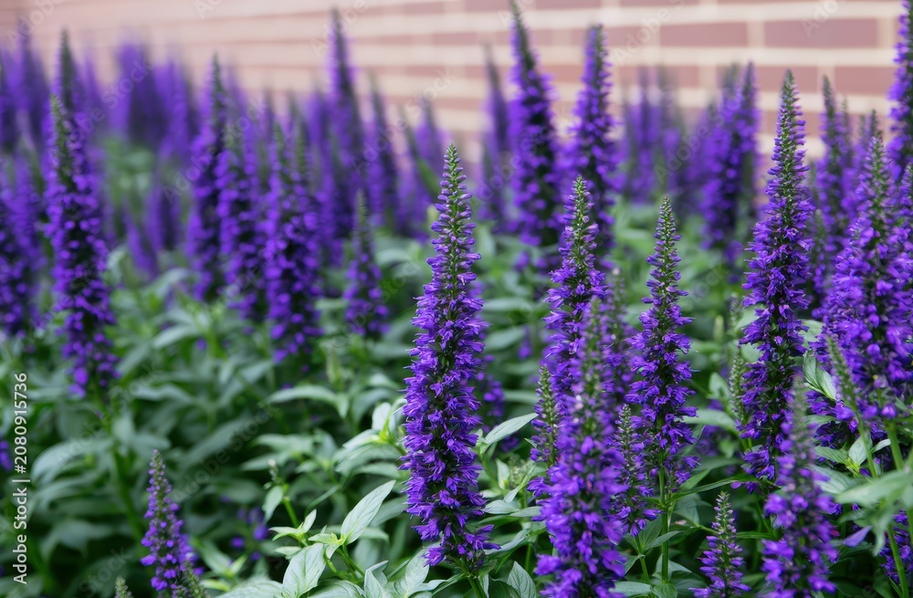 Obraz premium Close-up of vibrant purple lavender flowers in a lush garden