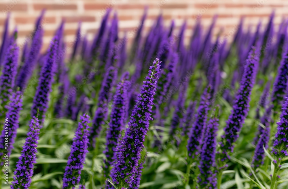 Fototapeta premium Close-up of vibrant purple lavender flowers in a dense garden setting