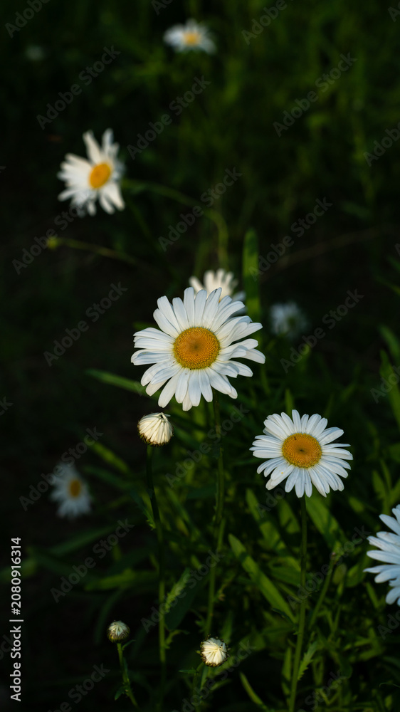 Fototapeta premium White daisy flowers in a green meadow with soft natural light