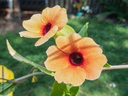 Canvastavla rare black-eyed Susan on a vine