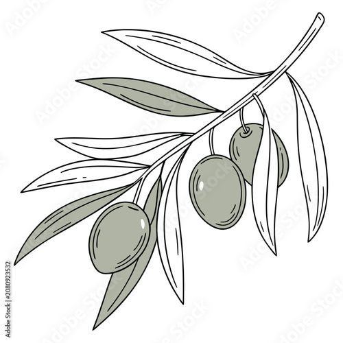 Olive branch illustration with hand drawn leaves and ripe green olives, isolated