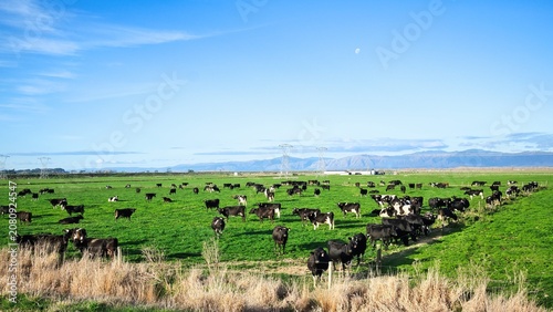 New Zealand Dairy Farm Herd