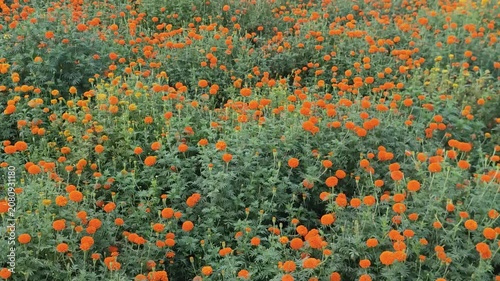 Tagetes erecta marigold flower fills the garden with vibrant orange blooms and lush green foliage.