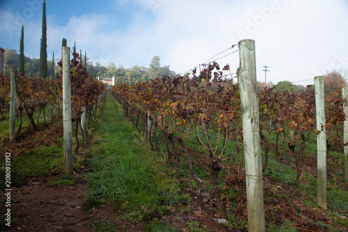 Canvastavla Plantação de uvas no Rio Grande do Sul