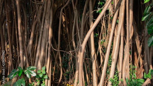 Foto Close up of Banyan Tree Roots with Organic Texture and Complex Network, Natural