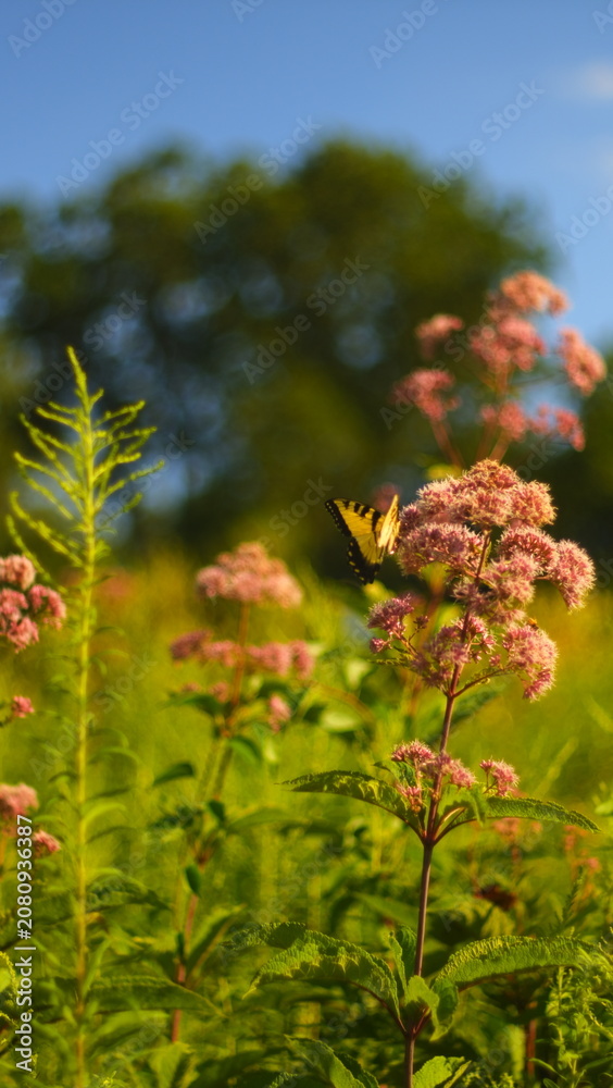 Obraz premium Butterfly in a field on a flower