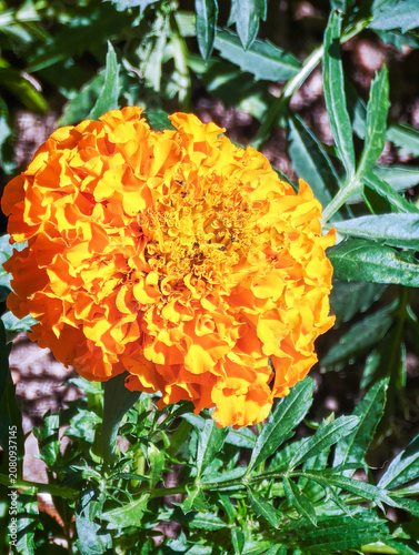 Marigold