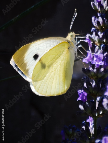 Great White Angel (Pieris brassicae)