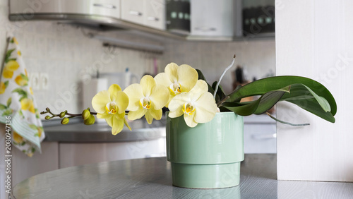 Blooming yellow Phalaenopsis orchid in mint green pot on kitchen table