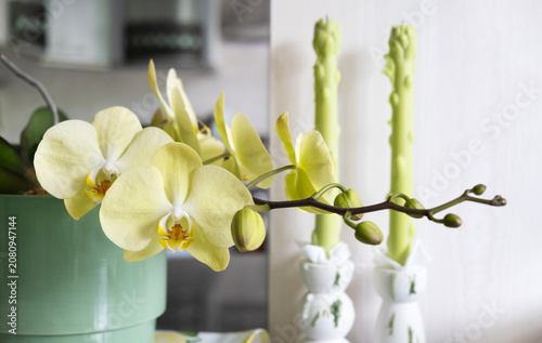 Close up of yellow moth orchid flowers with creative green candles decor