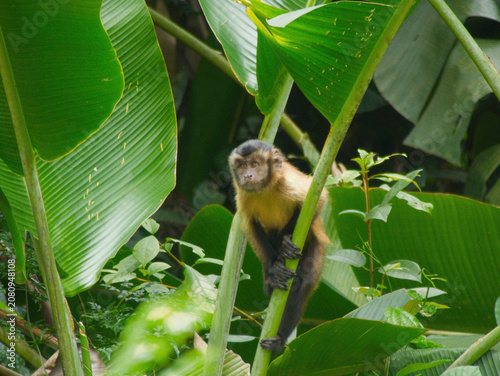 Photography Curious tufted capuchin monkey (Sapajus apella) holding a green stem in the tropical rainforest