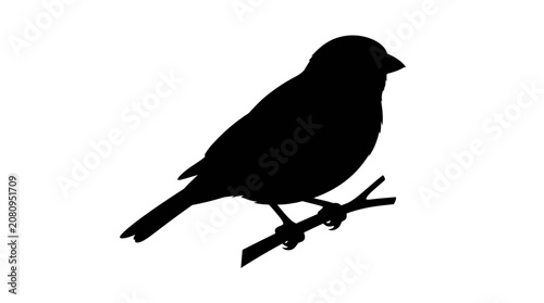 Foto Bird Perched On Branch Black Silhouette avian