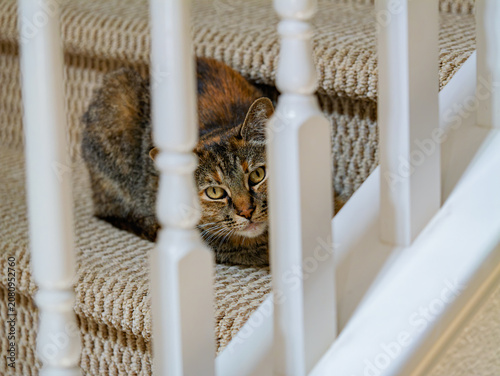 Fotografie A tabby cat peeking through stair banisters