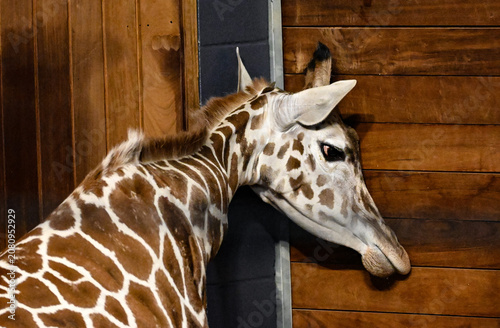 Photography giraffe head shot