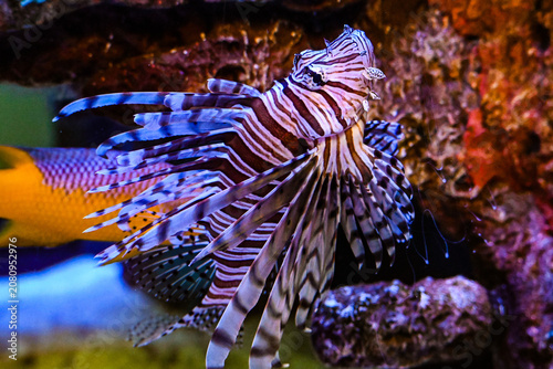 Canvastavla lionfish in aquarium