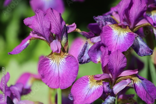 Foto Violet iris flowers in the garden
