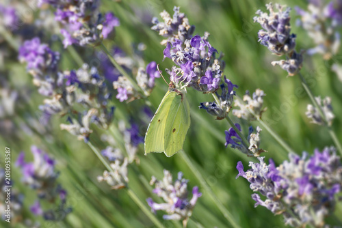 Foto Common brimstone butterfly (Gonepteryx rhamni) sitting on lavender in Zurich, Sw