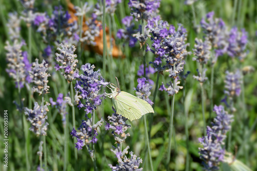 Fotografía Common brimstone butterfly (Gonepteryx rhamni) sitting on lavender in Zurich, Sw