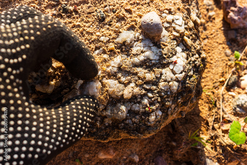 Картината върху платно Gloved hand picking up raw pegmatite stone with weathered white quartz crystals