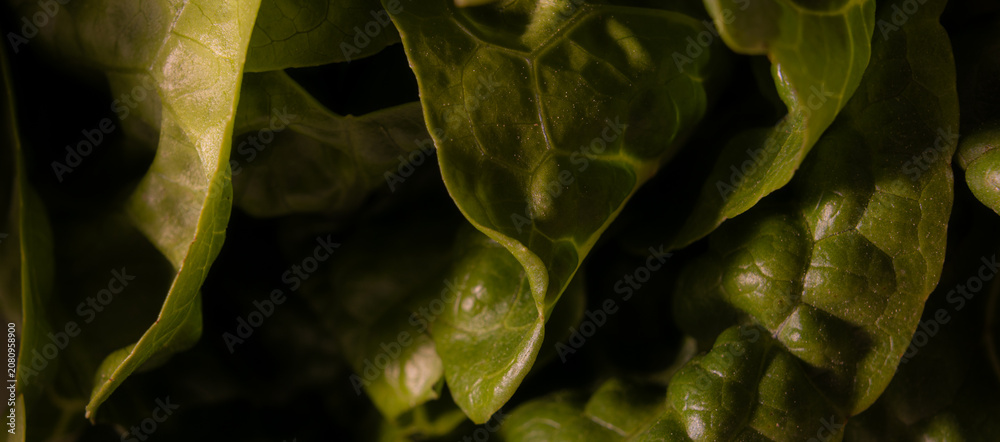 Fototapeta premium Extreme Closeup of Dark Green Spinach Leaves Showing Detailed Texture and Natural Veins Representing Healthy Organic Food and Agriculture Concept