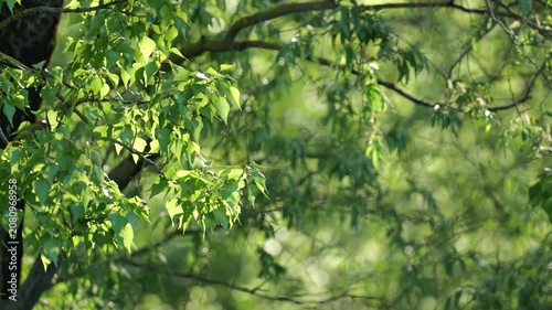 Sunlight filtering through lush green tree leaves at sunset