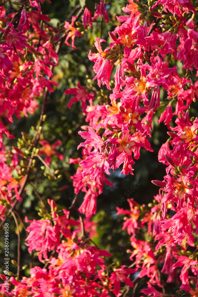 Fototapeta premium Sunlit Pink Blossoms on Tree Branches in Spring