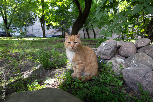 Homeless Ginger Cat Sitting in a Shaded Urban Park