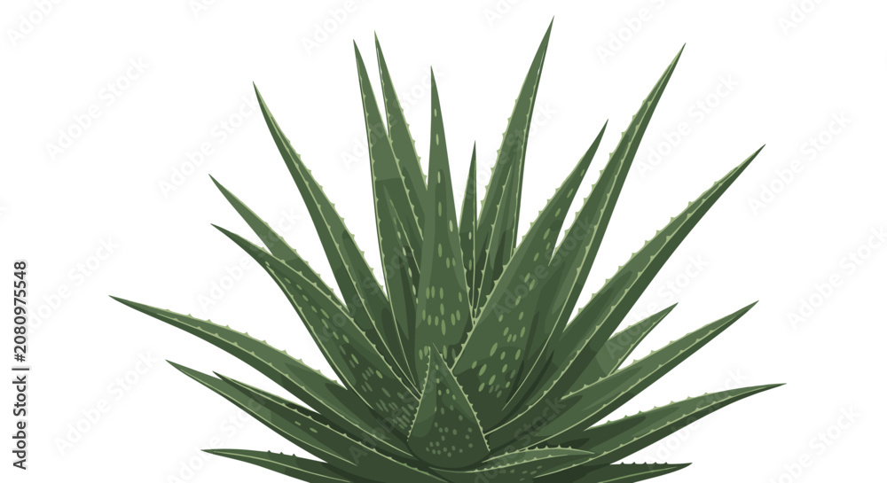 Fototapeta premium Healthy aloe vera plant with thick spiky green leaves isolated on a white background for skincare and medicinal herb concepts.