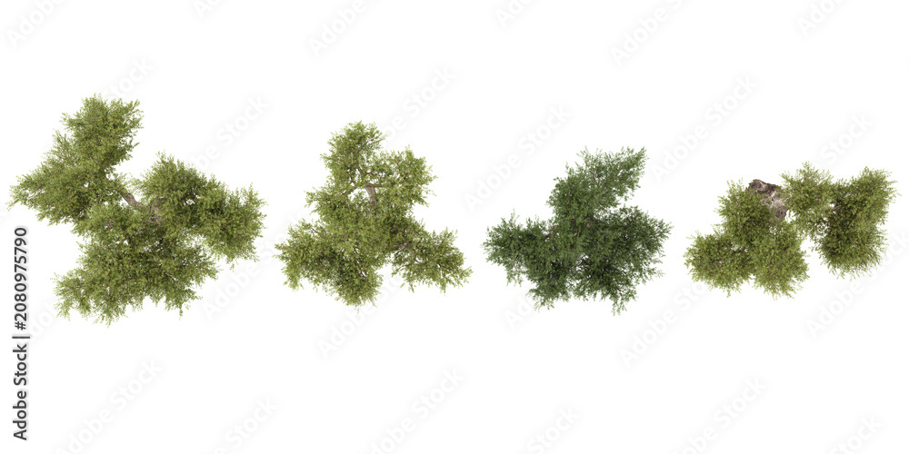 Fototapeta premium Set of Olea trees isolated on white background from the top view
