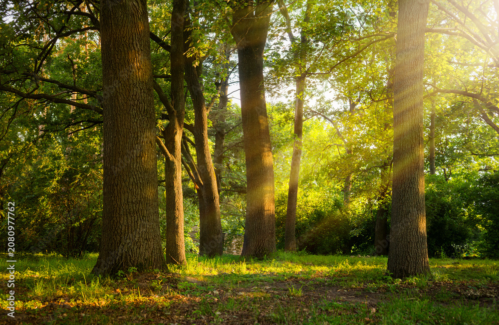 Naklejka premium Summer Morning sunlight streaming through oak trees in a tranquil green forest