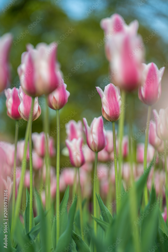 Fototapeta premium Pink and White Tulips Blooming in a Garden