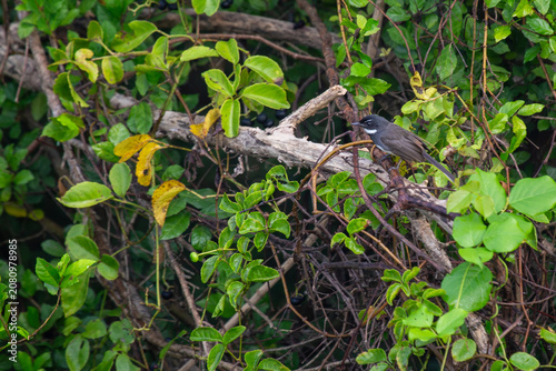 Foto White-throated Fantail perched in a thicket