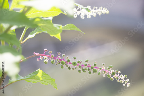 Green Leaves and Delicate Wild Plant Blossoms in Sunlight