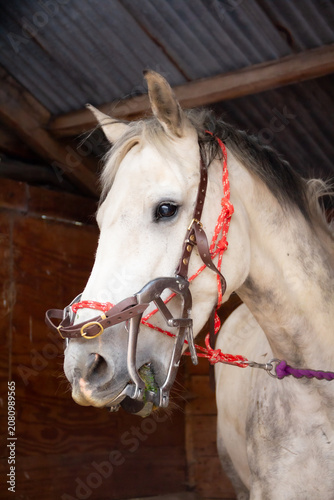 I hate the dentist, horse with mouth clamped open to allow the equine dentist to examine its mouth and teeth. 