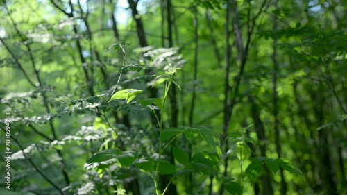 serene forest and trees in a natural setting, nature scene with brown and dark green tones